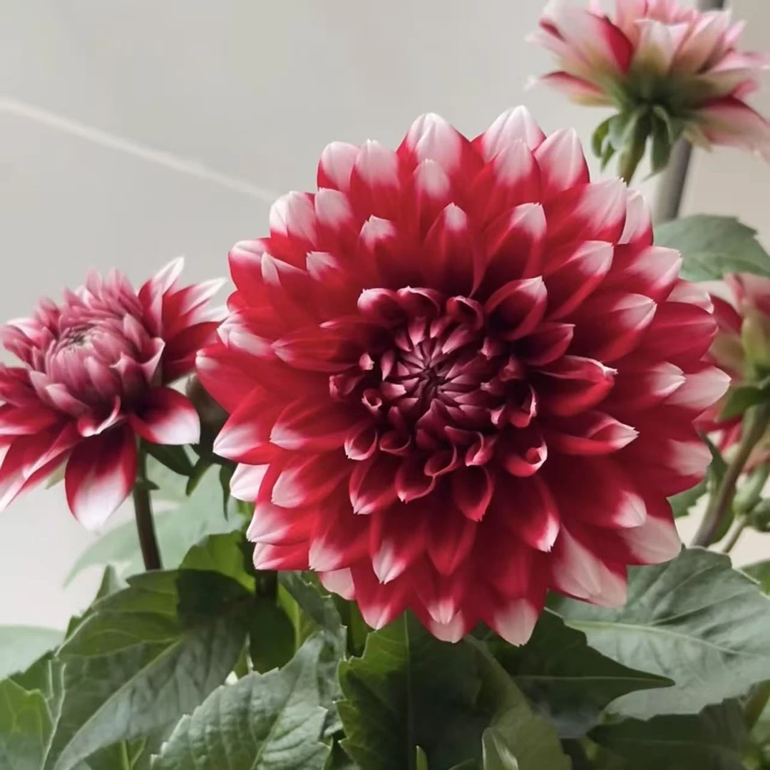 圣诞老人大丽花盆栽大花型花卉四季开花阳台庭院观花