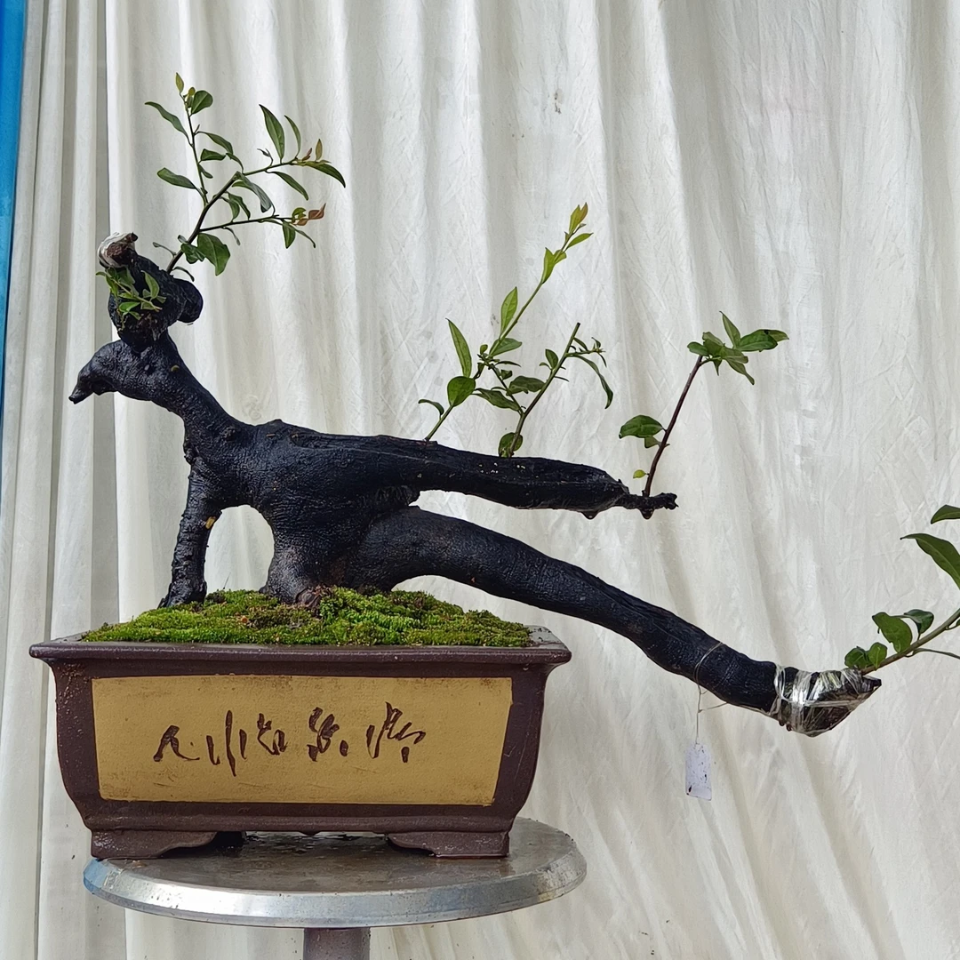 灌木金弹子四季常青,介意断枝掉果慎拍(图片仅供参考)