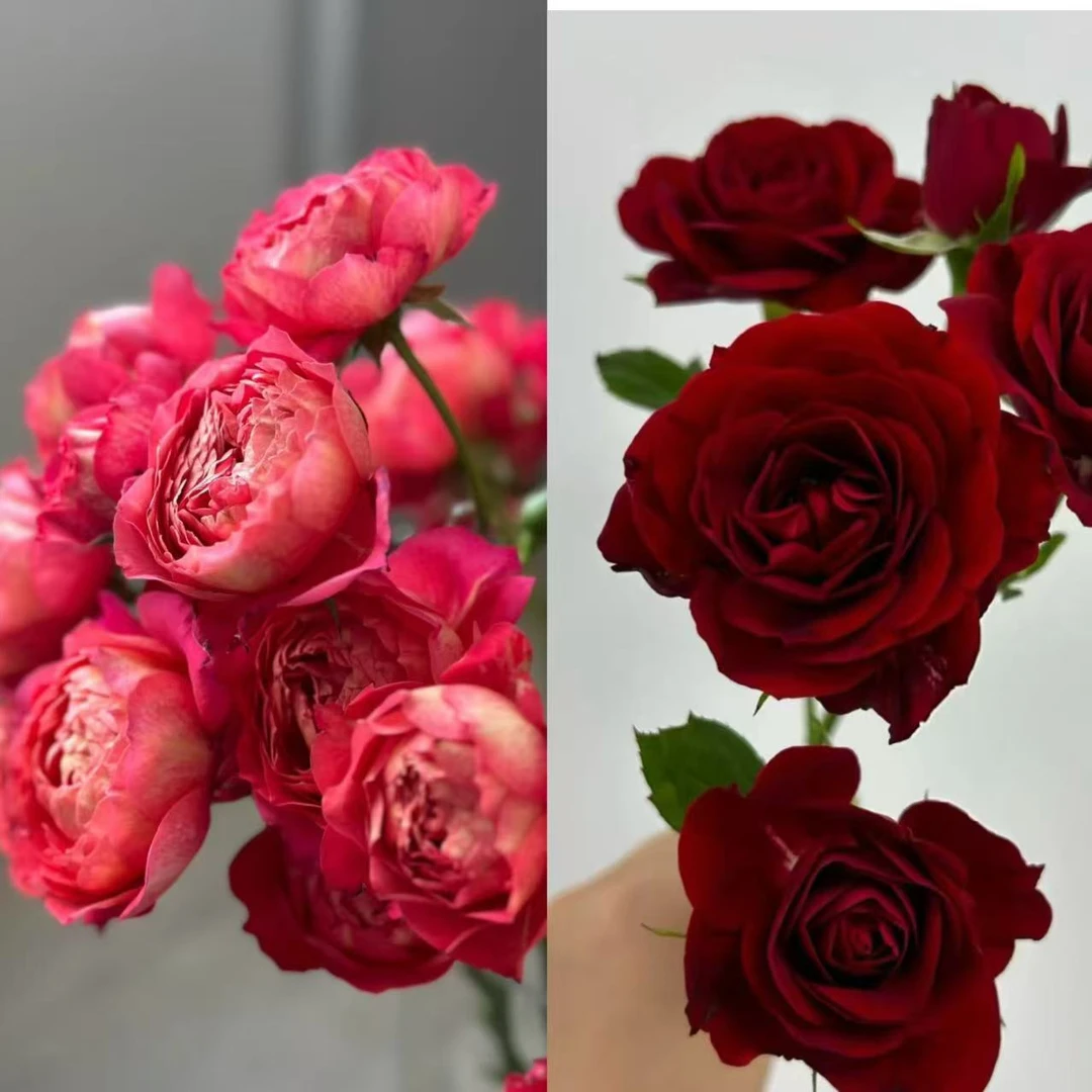 果汁美人+红丝绒 原盆原土 基地直发+