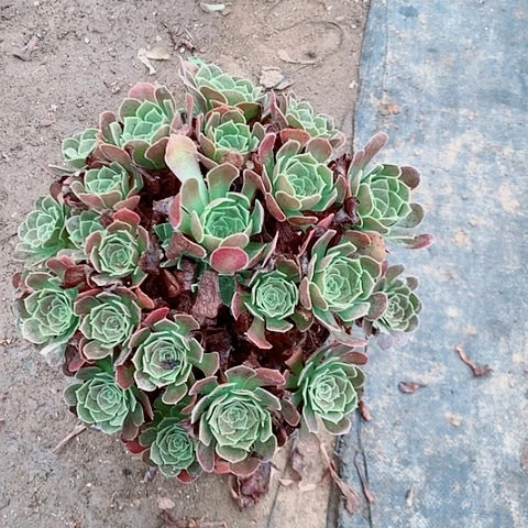 荷兰玫瑰多肉植物法师9号