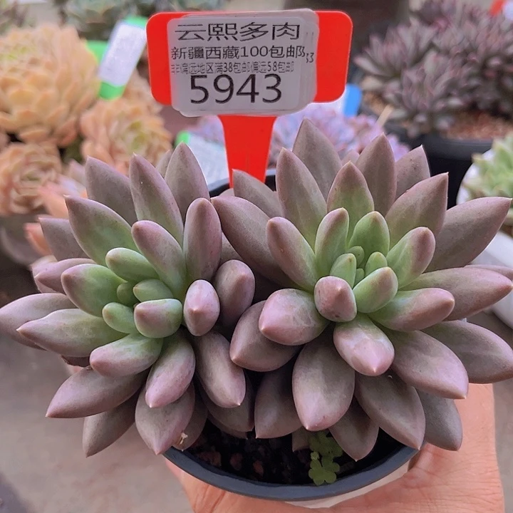 5943水晶球。