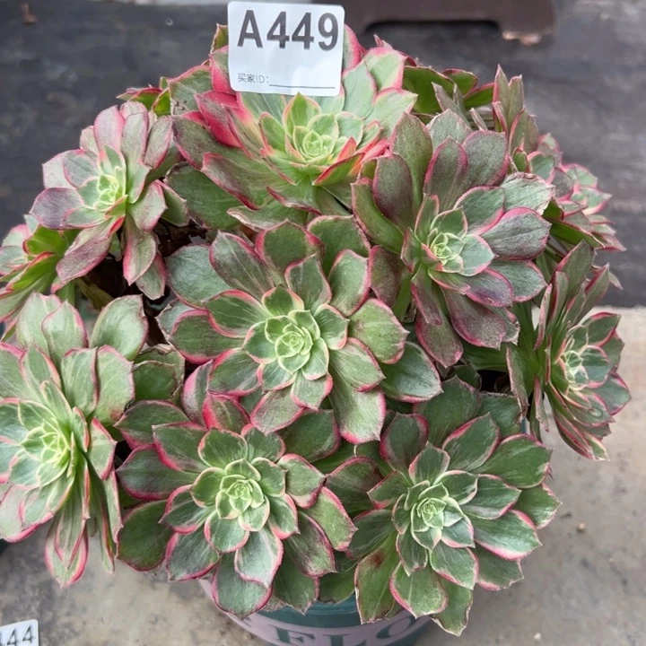449万花筒25厘米左右