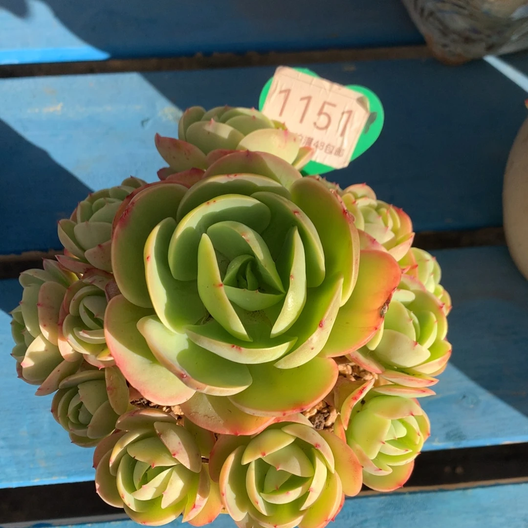 鸡蛋碧桃无砍捧花1151