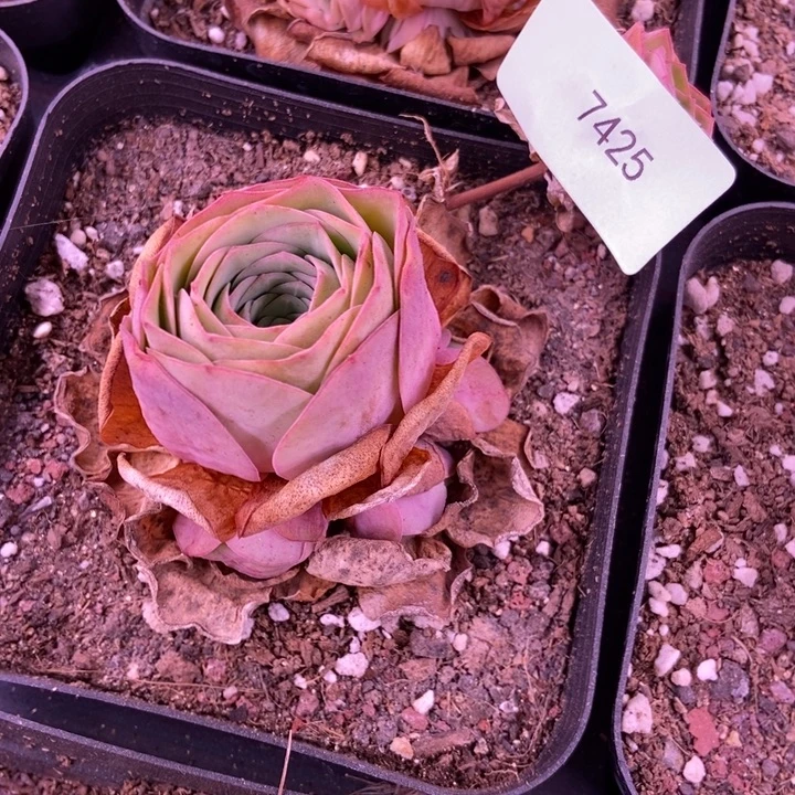 @***47425山地玫瑰花群