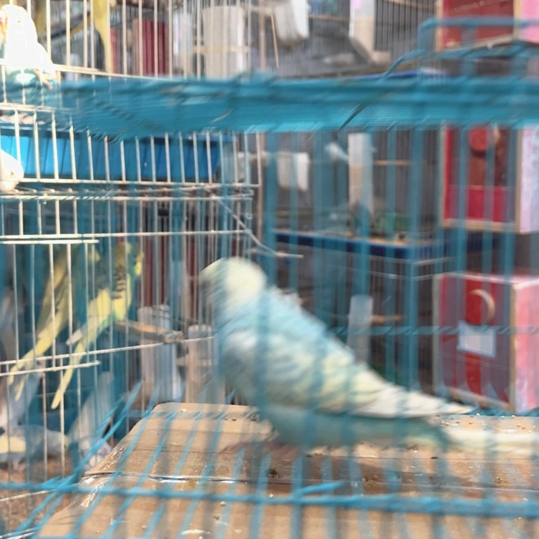 虎皮鹦鹉我的小姐姐们