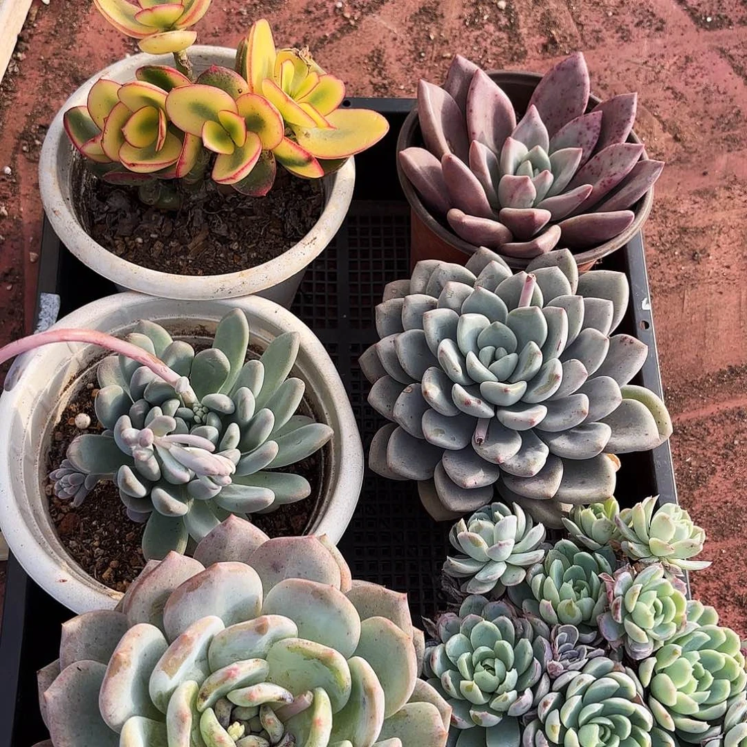 多肉植物空拍656号