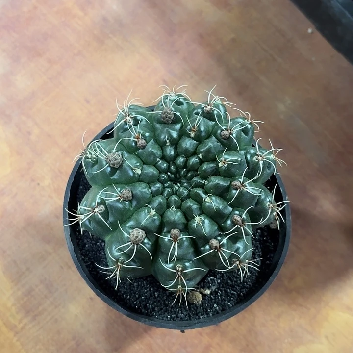 倒***数绯花玉开花好看