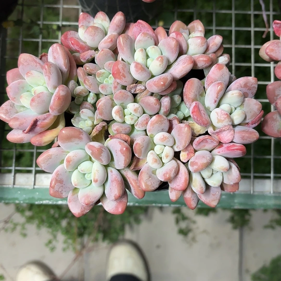 红洛神大群冠幅15㎝