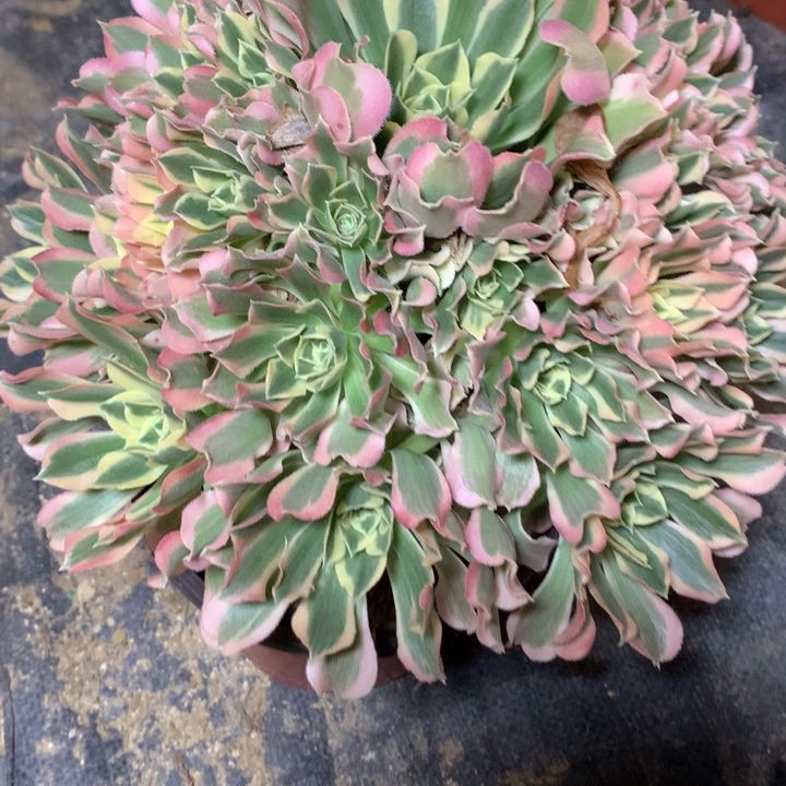 697多肉植物一物一拍