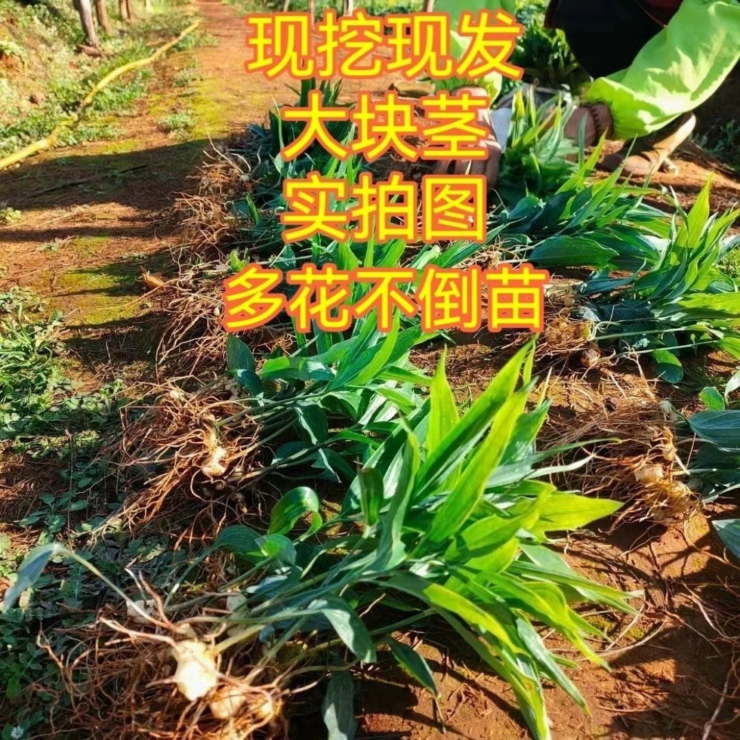 鸡头大黄精多花不倒苗黄精种苗现挖新鲜带叶子带芽头老虎姜种植苗