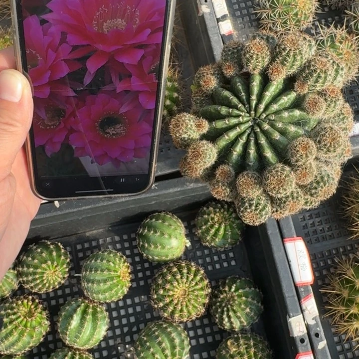 252彩草浓桃金脱土发货掉侧牙无售后