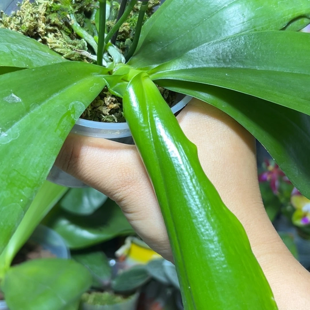 卷***卷大部分花苞少量开放叶瑕福利