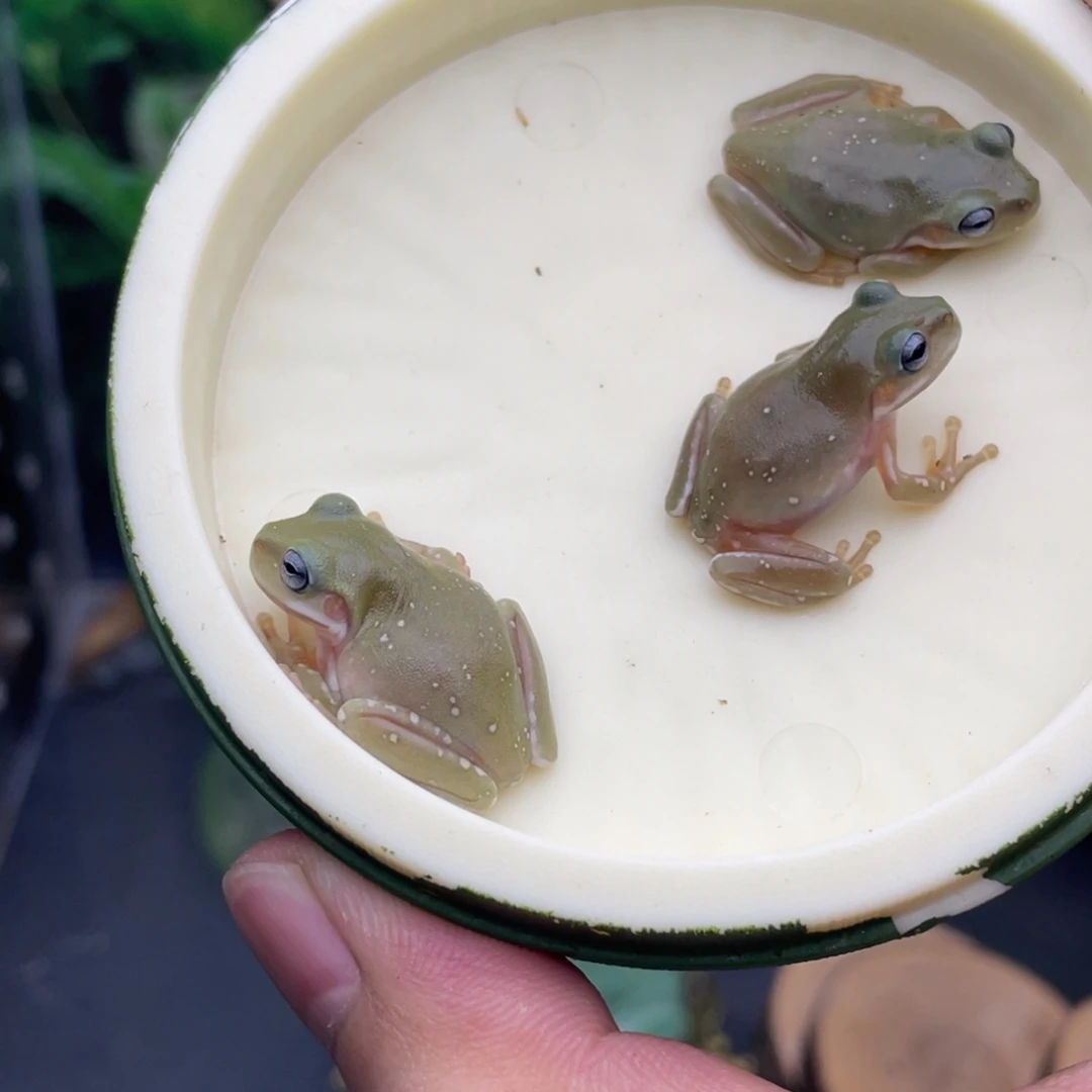 老爷树蛙14号蓝眼异色3只