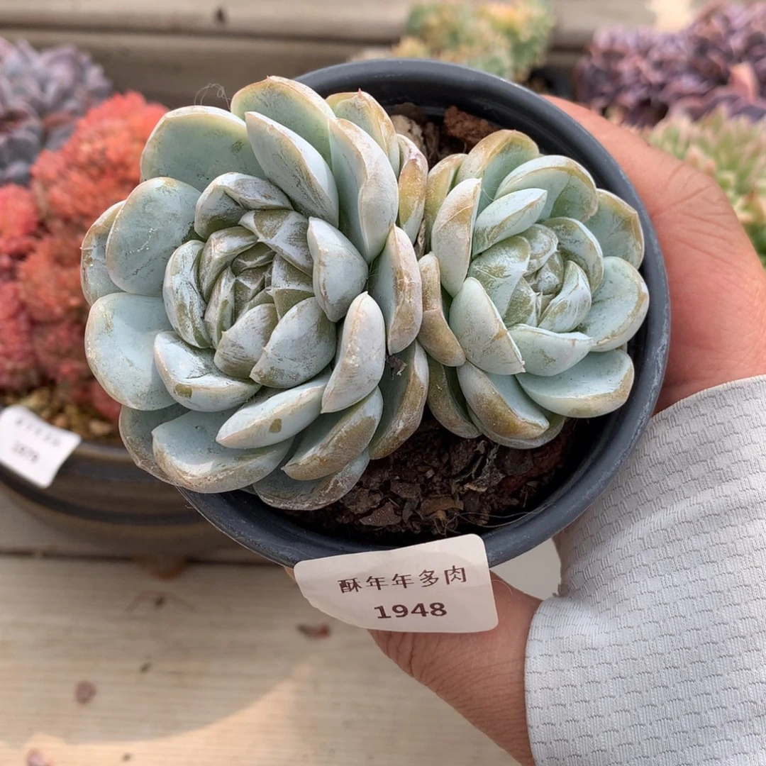 1948胖虎变异一棵9厘米