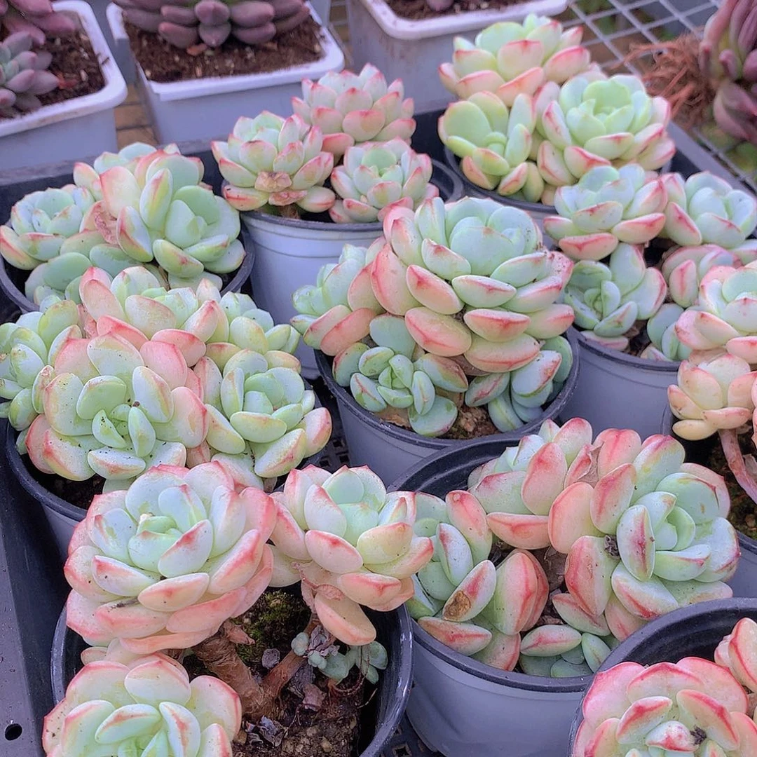 香草碧斯捡漏3456778899999