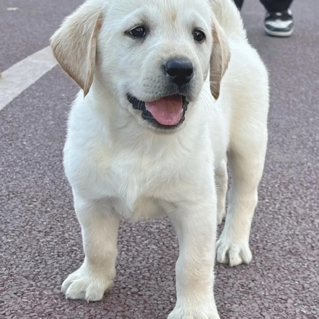 拉布拉多大骨架大头版纯种白色黑色黄色幼犬家庭陪伴犬