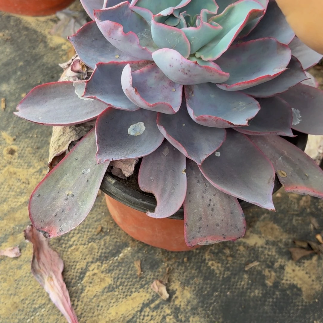 601多肉植物捧花的时候