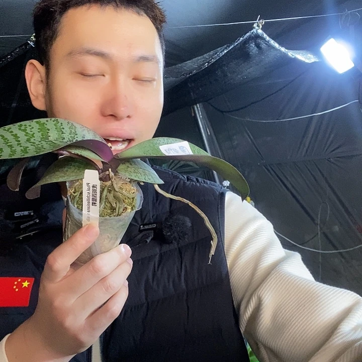 无花朵虎斑脉纹西