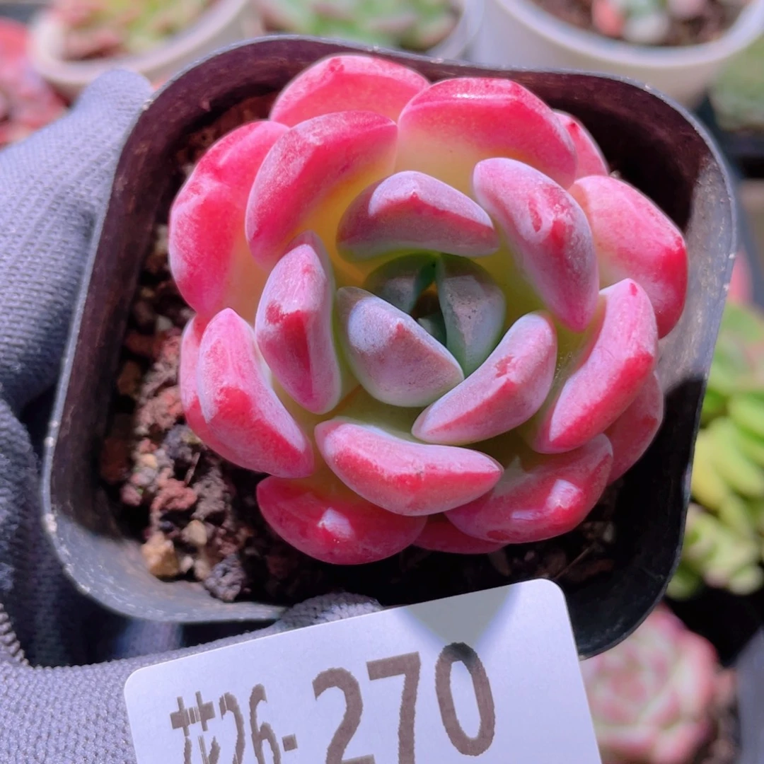 花利美26-270冰糖