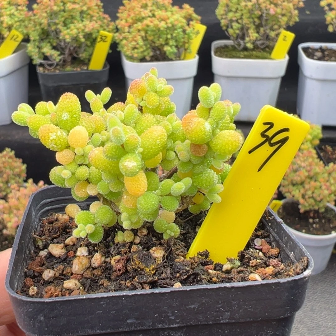 金桔糖球39号5.5cm盆