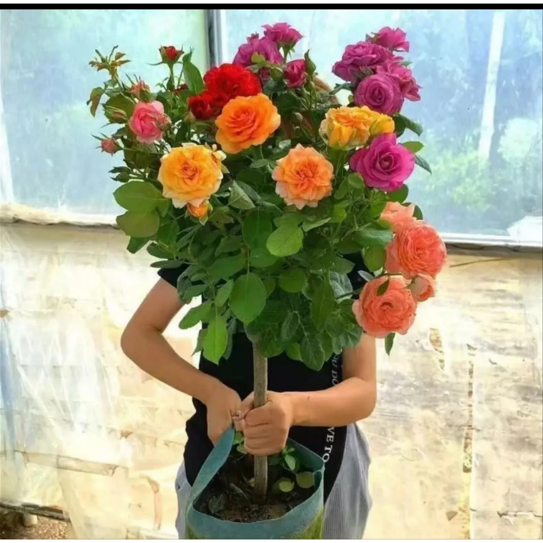 1米左右多色月季花棒棒糖开花盆栽