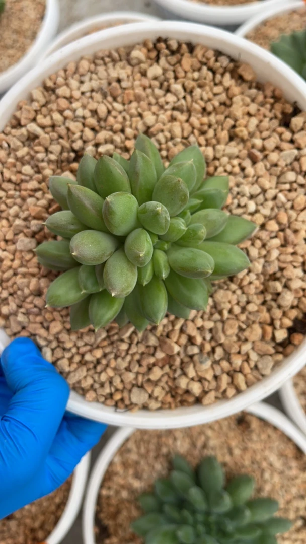 眠冬红象牙缀化一棵