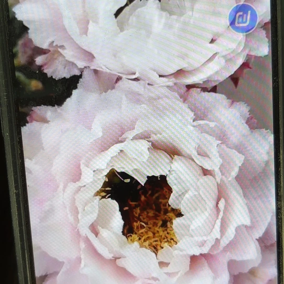 黑美人彩侧牙20包邮仙人球7