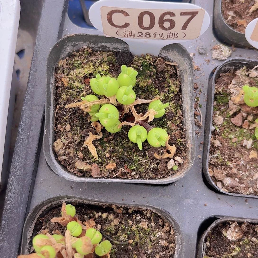 C067短耳兔一物一拍