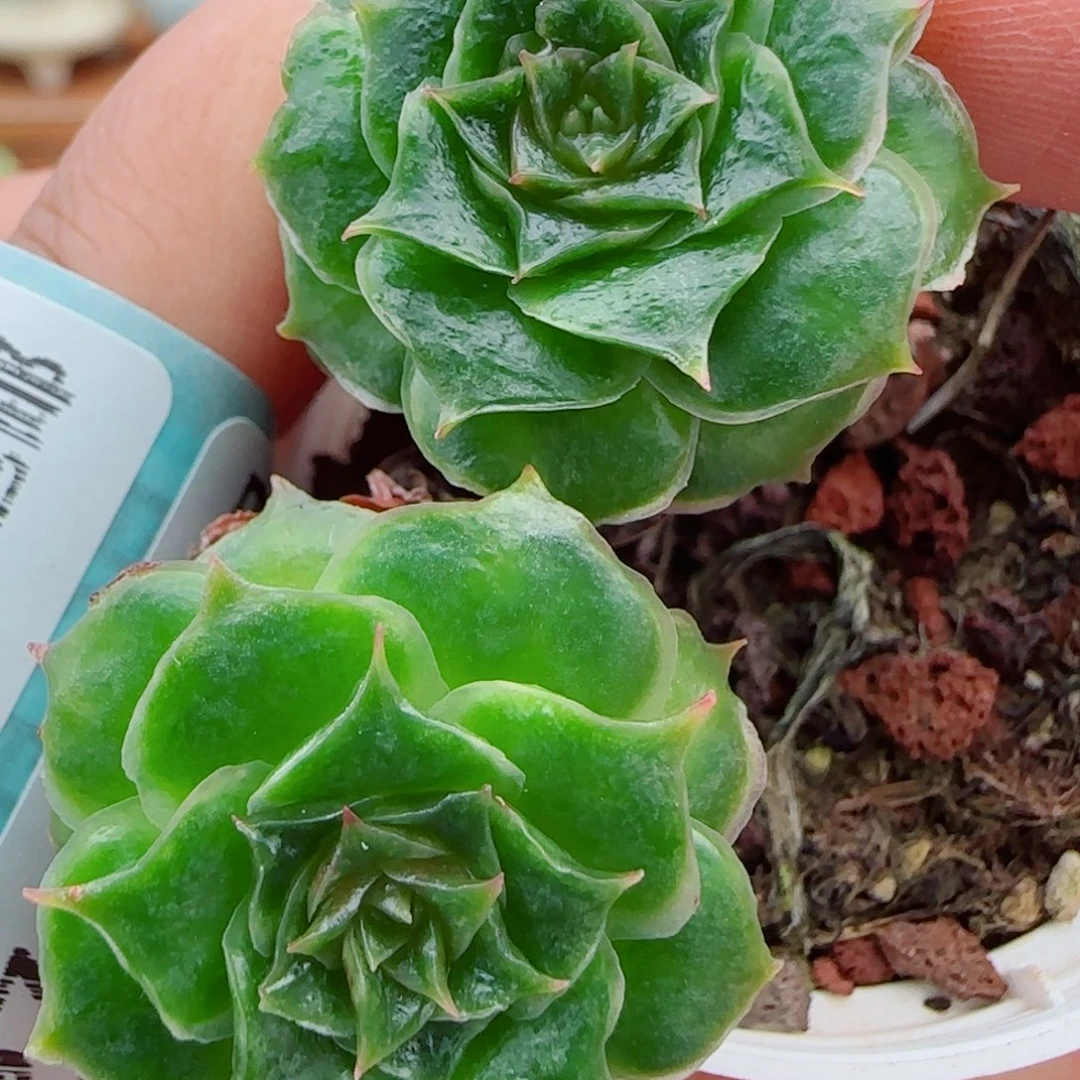 花语逸镜1013-18妖娆
