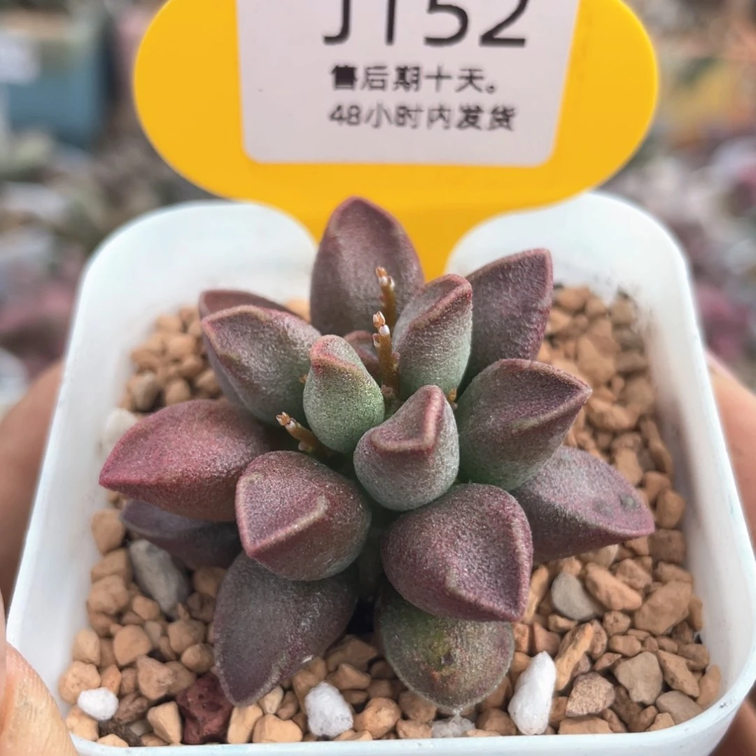 枣泥蛋糕。   152。