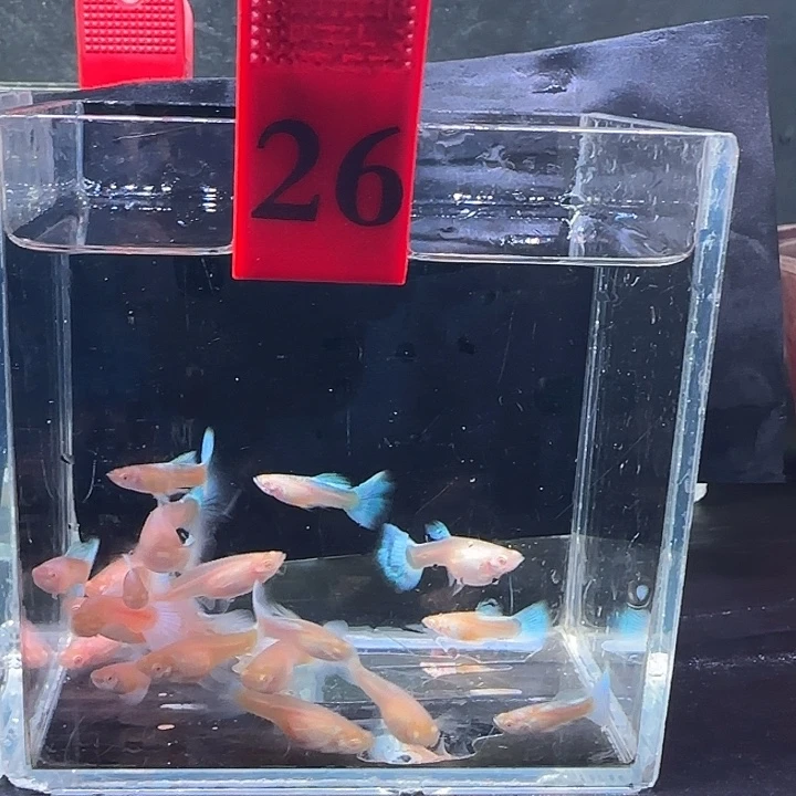 孔雀鱼26号，20条