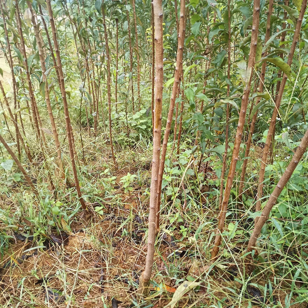母树蜂糖李正宗原产地六马母树培育蜂糖李一代苗现挖现发
