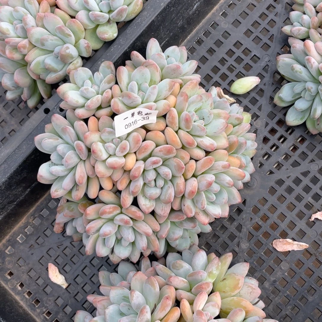?****0916-39香水。。。。。。