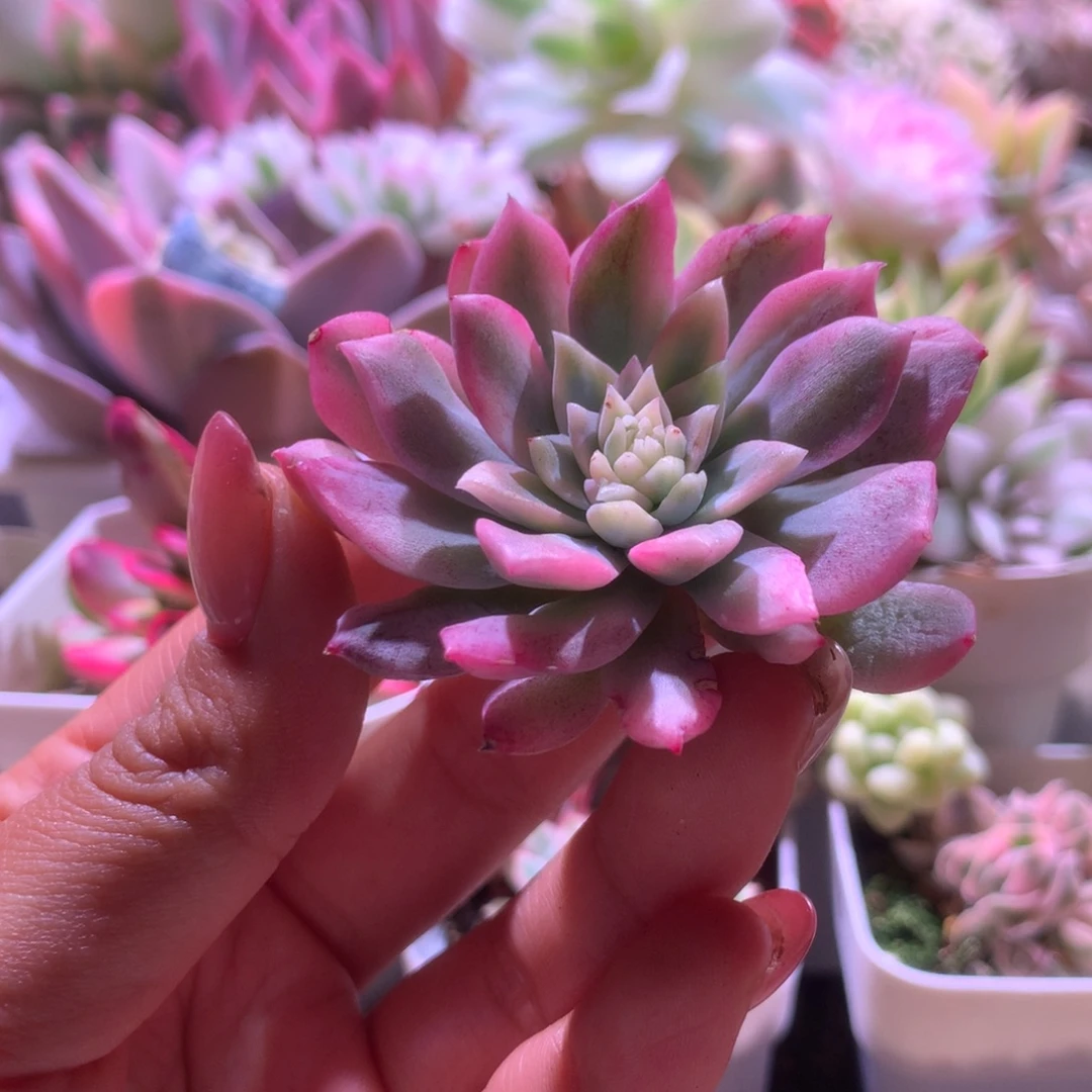 恩宠覆轮锦砍头有根