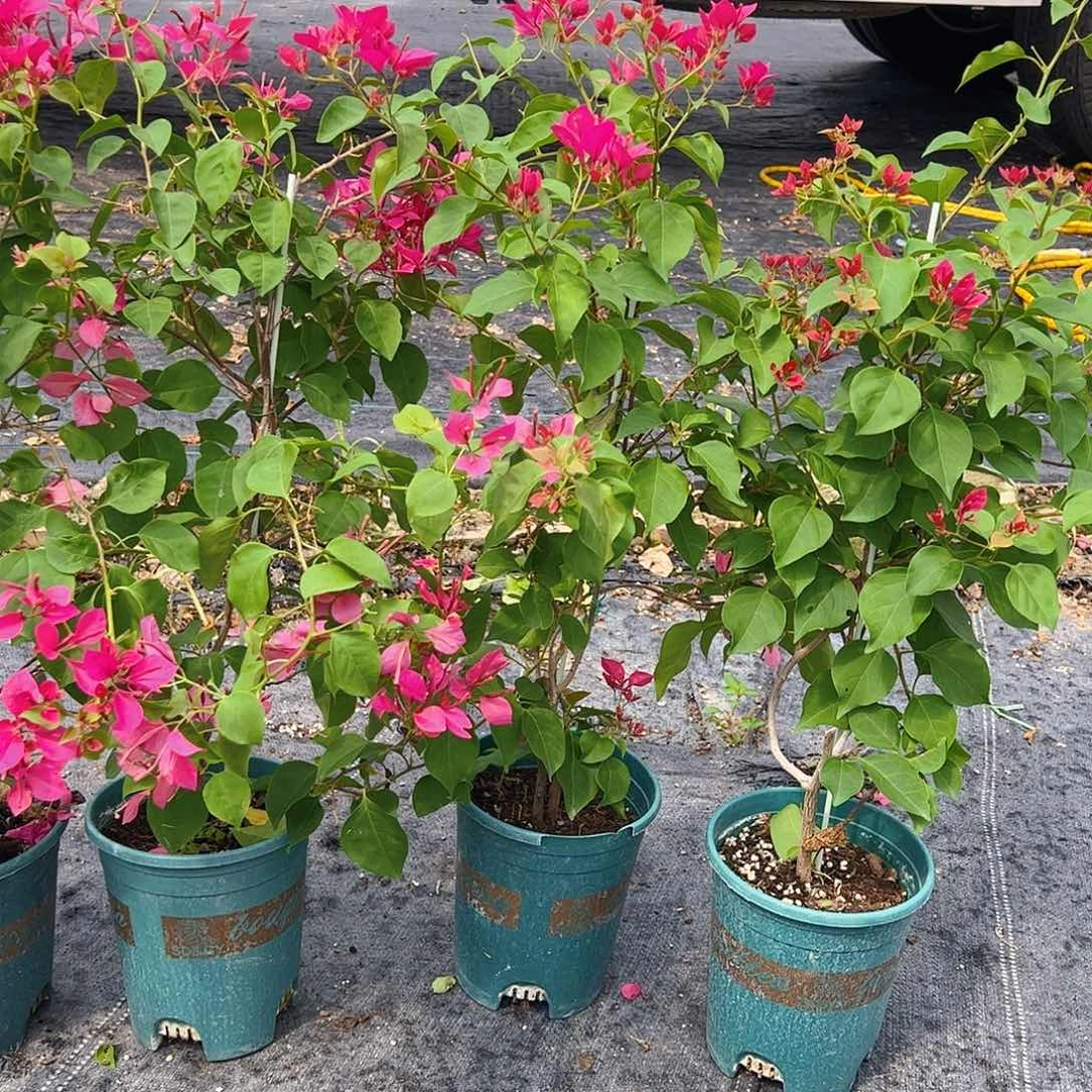 当前无花栽培后可以开花甜心一棵