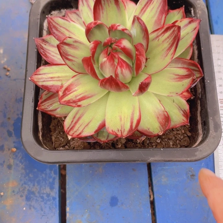 宁***远惊鸿仙子多肉植物