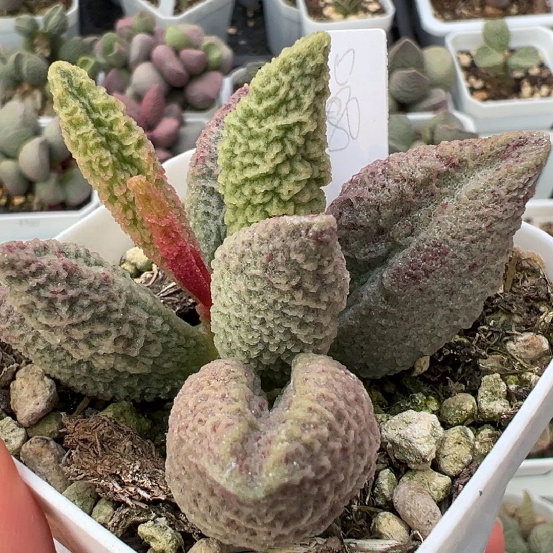 特价实生新品多肉植物水泡