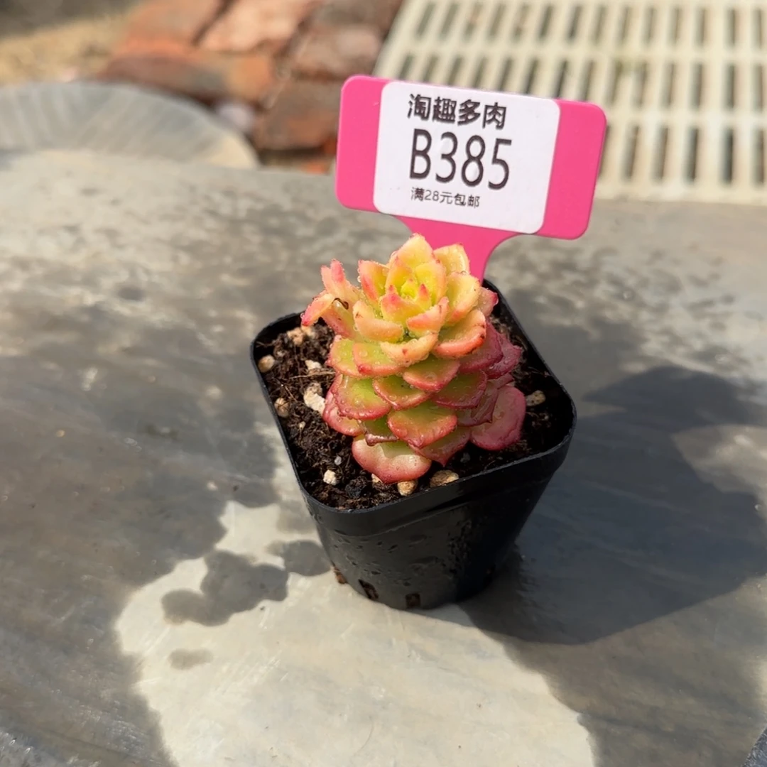 多肉植物111111111