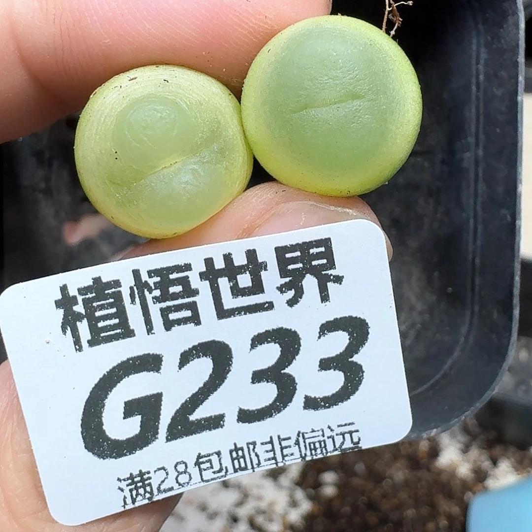 多肉植物的润泽ghjn