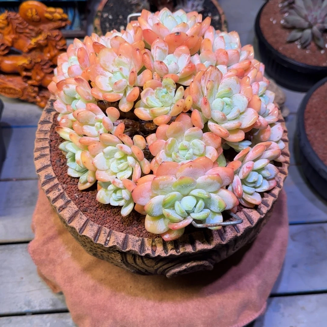 冷香多肉植物一物一拍