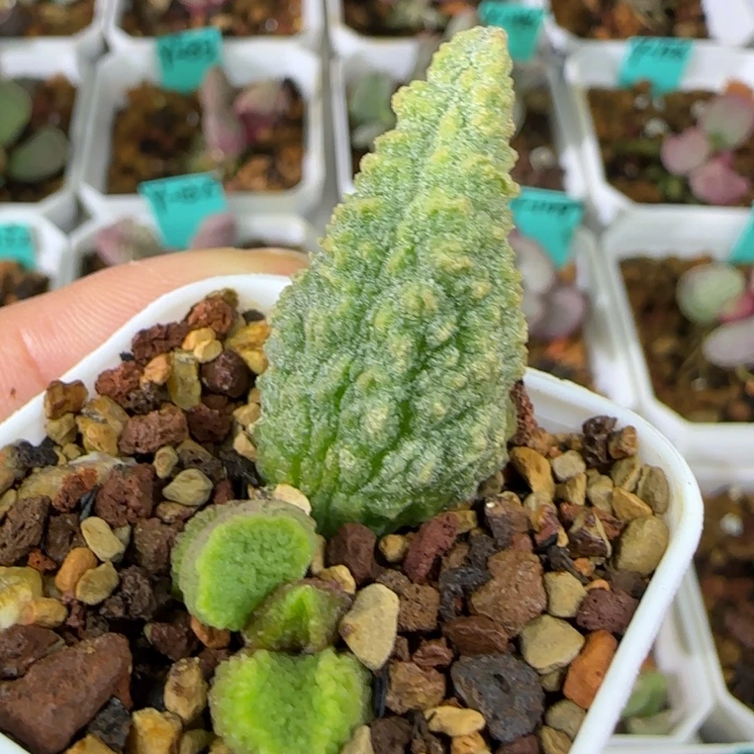 实生叶插，四方盆发