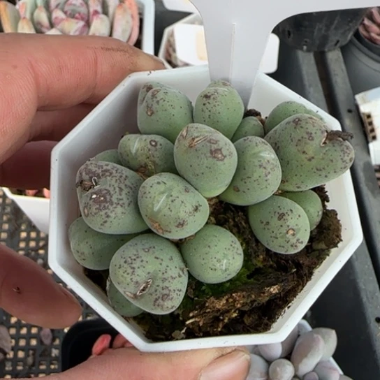 154口笛一物一拍多肉