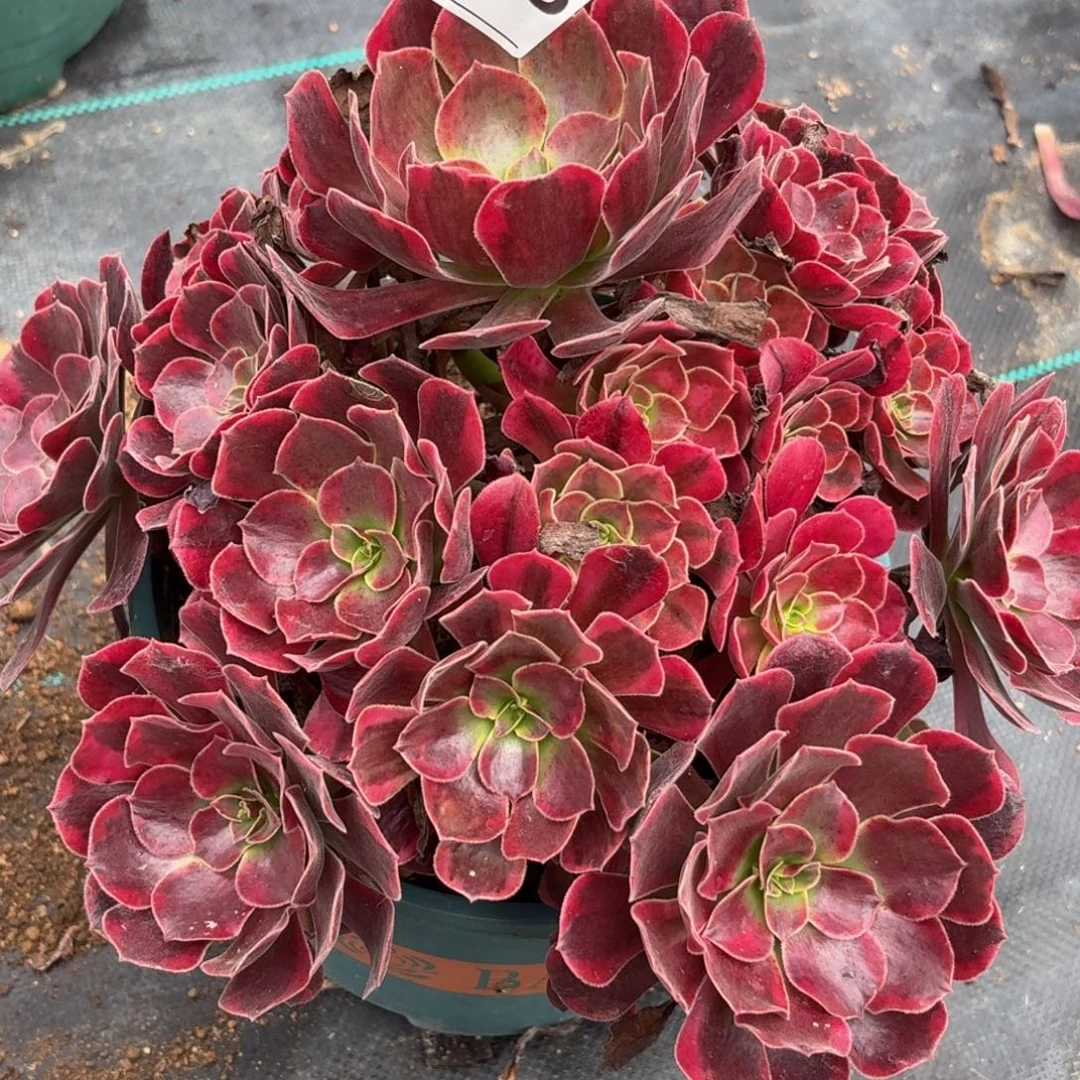 388美杜莎多肉植物发货