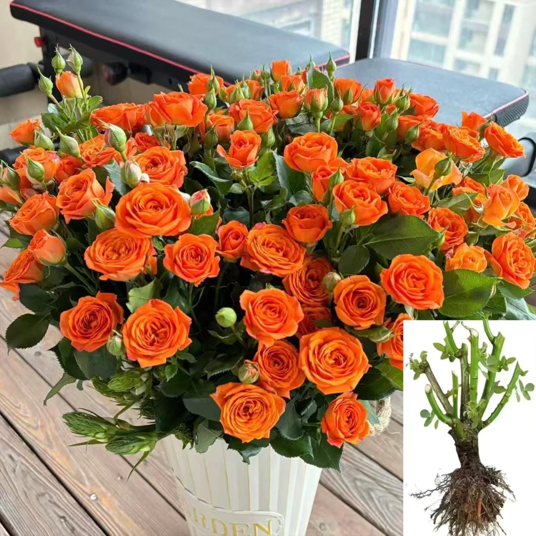 【橙色芭比】云南玫瑰花苗基地直发绿植大花浓香四季开花阳台好养