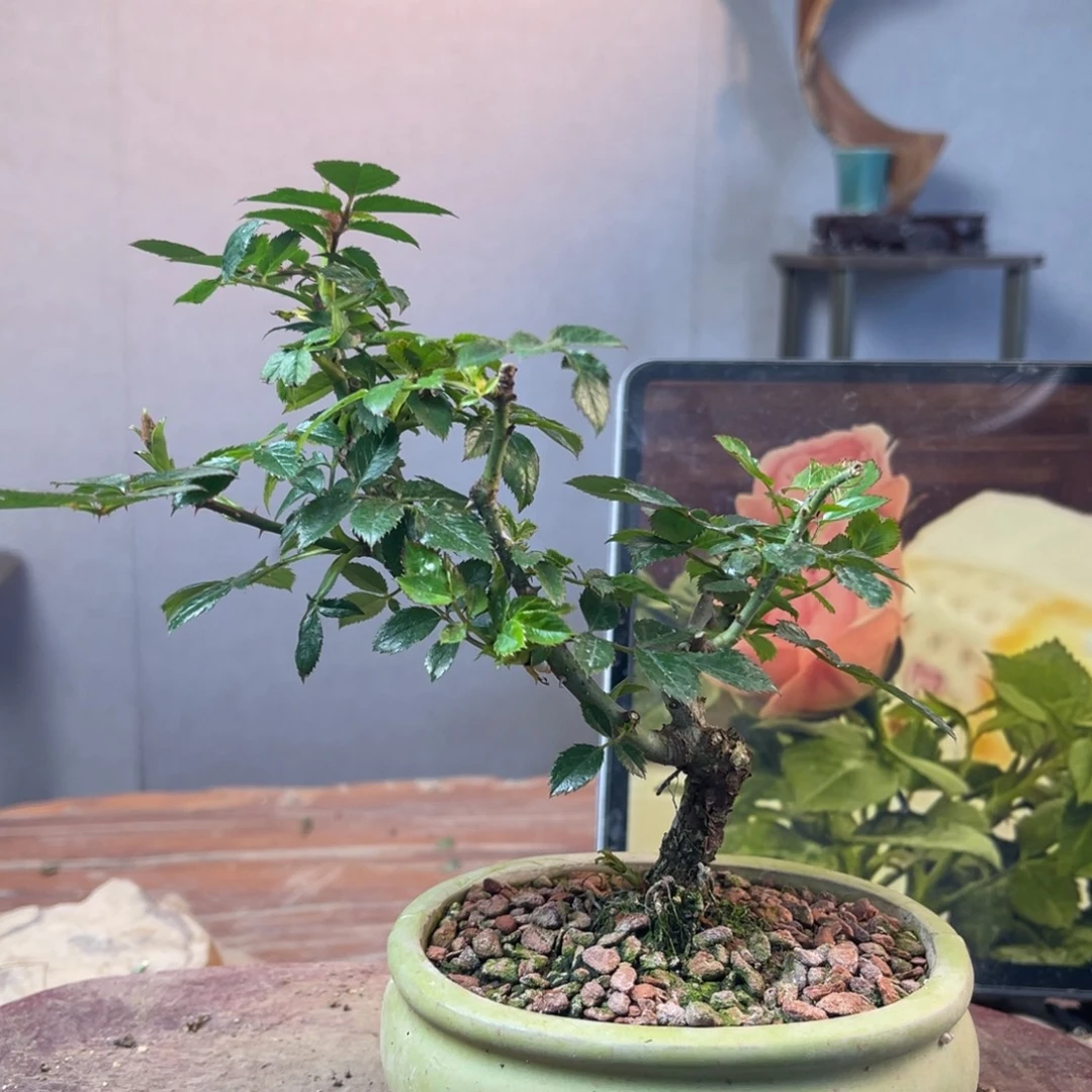 西***°少量花朵（建议范围：2朵-5朵 或40%以下）