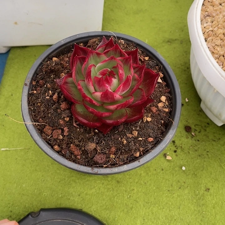 惊鸿仙子多肉植物2908