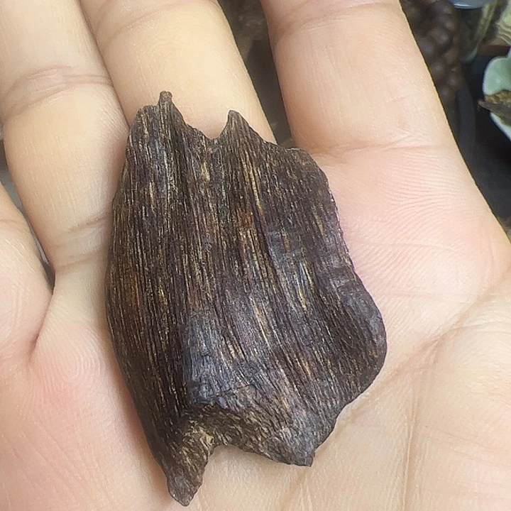 木学*海南天然虫漏3克