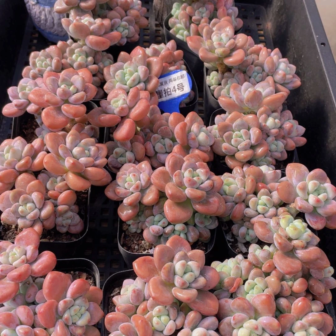 量拍4号 优选红洛神群生2个