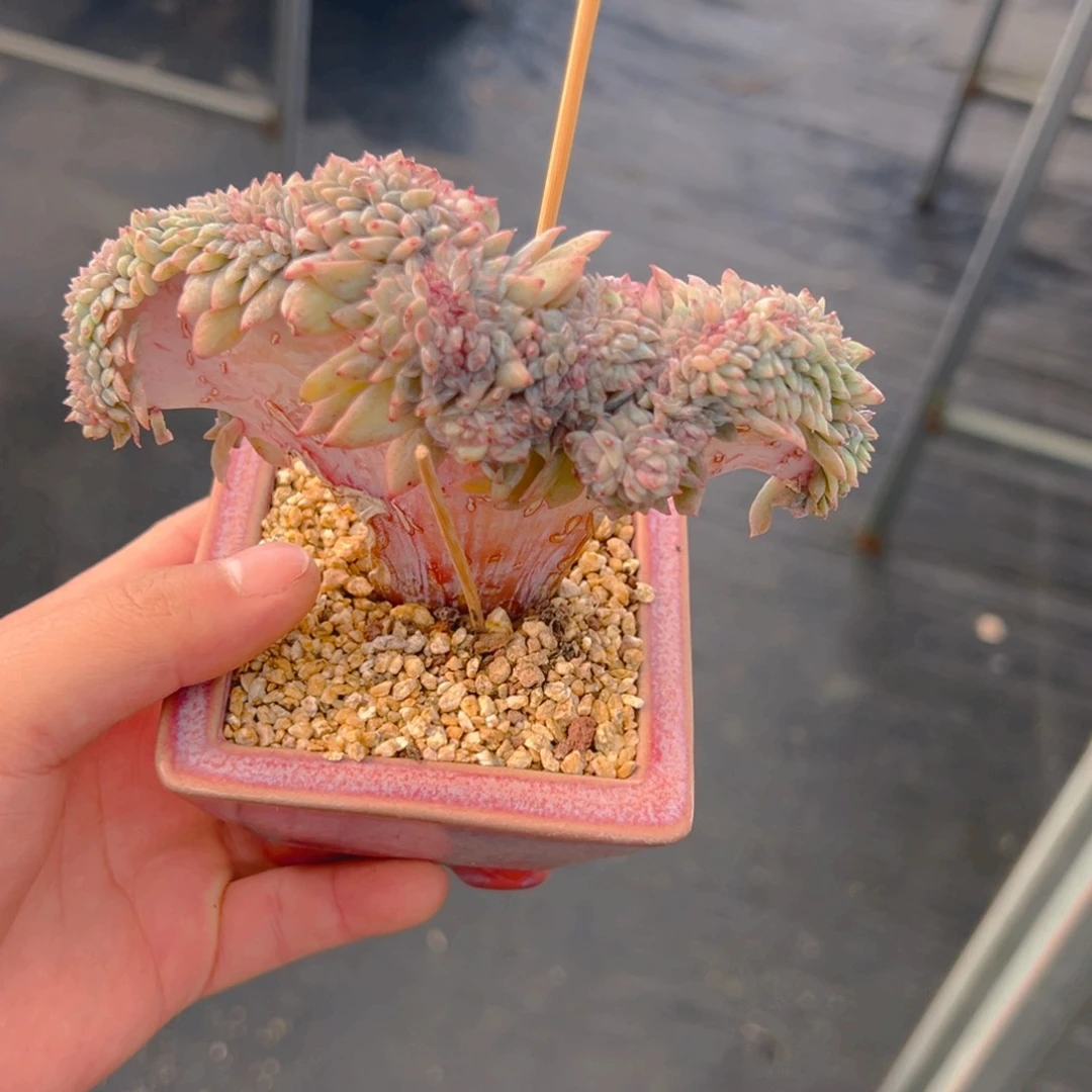 新年快乐 树莓有瑕