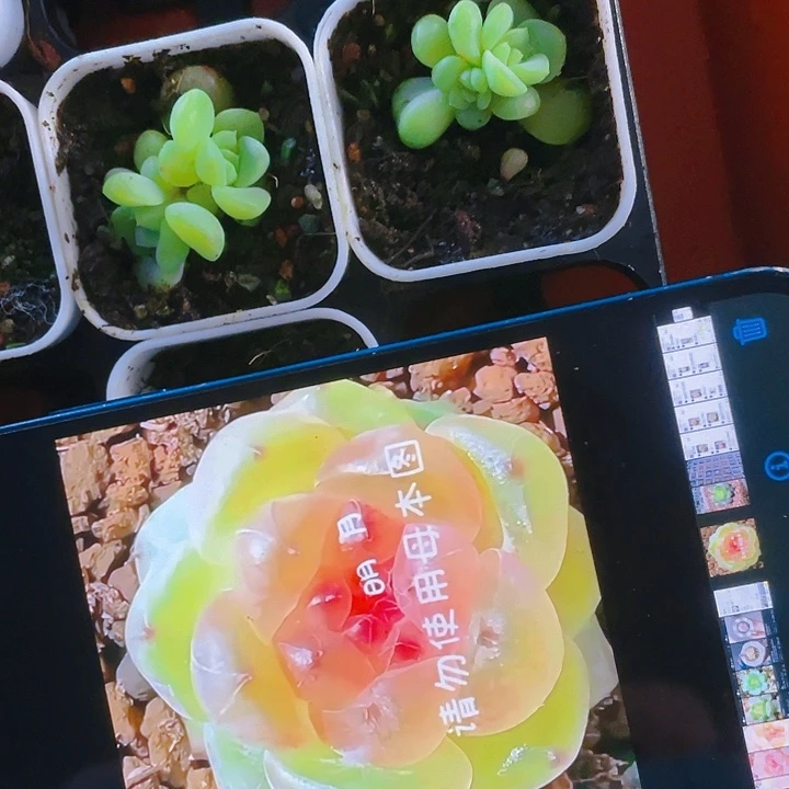 明月果冻T0 中盆一个满25包邮